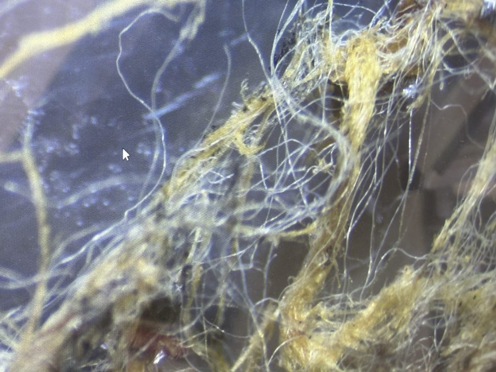 Asbestos Sample Testing