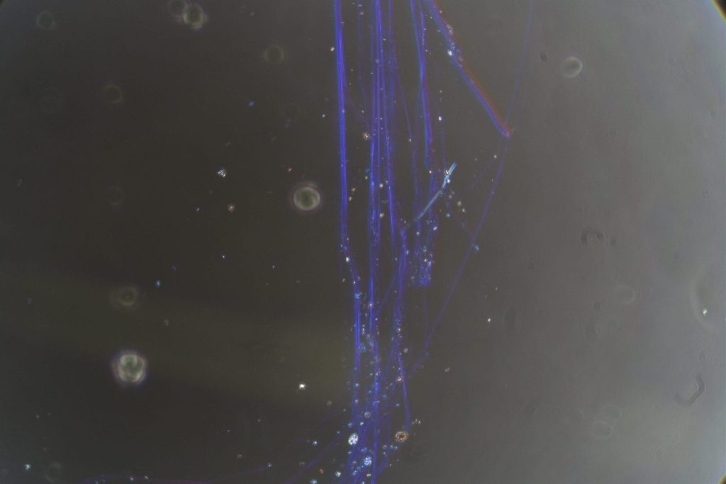 Asbestos Testing - fibre identification Dispersion Staining