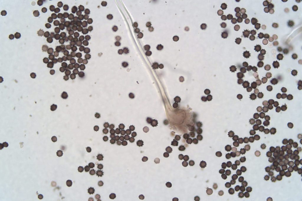 Mould Testing Laboratory