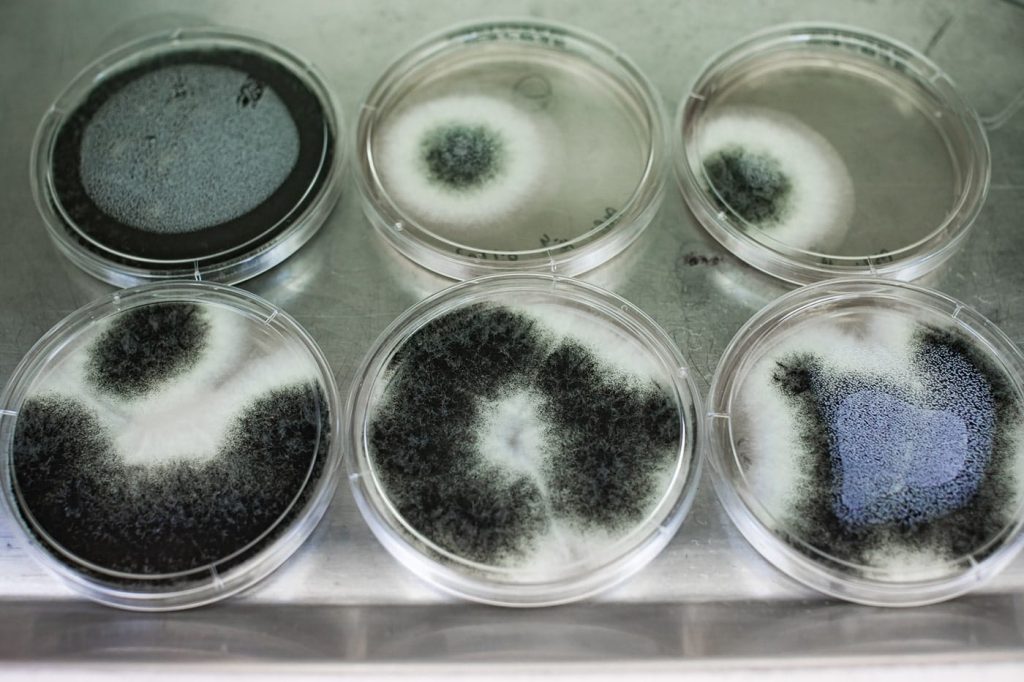 Mould Testing viable culture