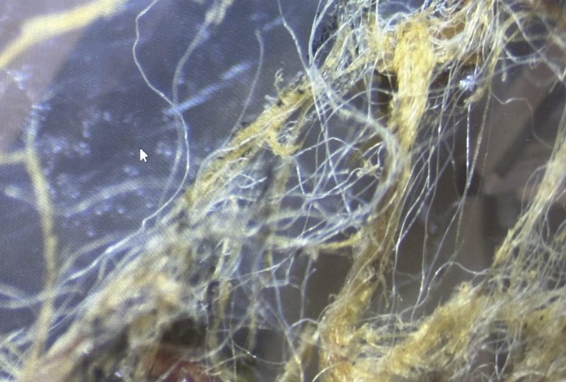 Asbestos Sample Testing